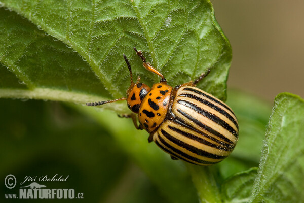 Mandelinka bramborová (Leptinotarsa decemlineata)