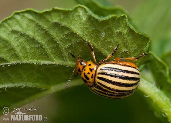 Mandelinka bramborová (Leptinotarsa decemlineata)