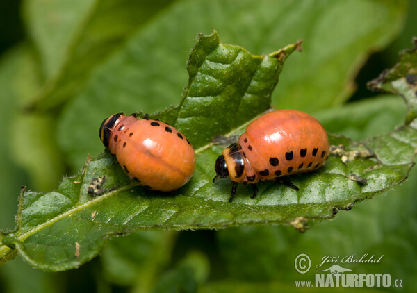 Mandelinka bramborová (Leptinotarsa decemlineata)