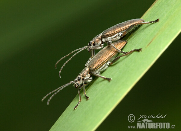 Mandelinka rákosníček (Donacia crassipes)