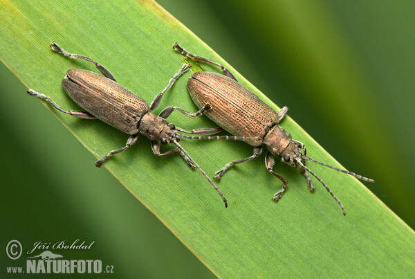 Mandelinka rákosníček (Donacia crassipes)