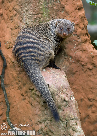 Mangusta pásavá (Mungos mungo)