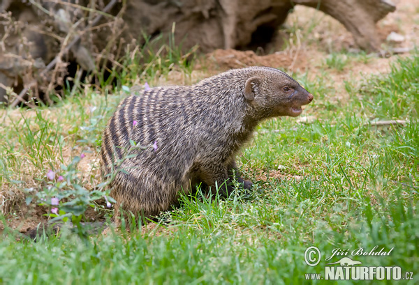 Mangusta pásavá (Mungos mungo)