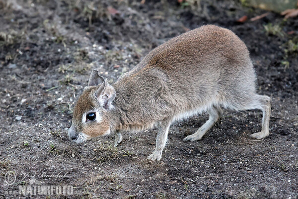 Mara slaništní (Dolichotis salinicola)