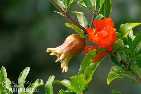 Marhaník granátový (Punica granatum)