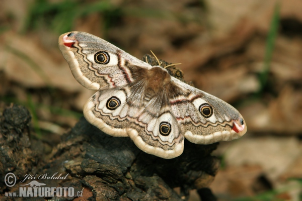 Martináček habrový (Eudia pavonia)