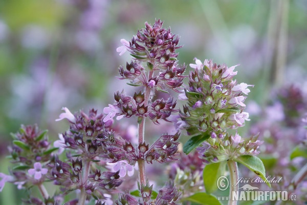 Mateřídouška úzkolistá (Thymus serpyllum)