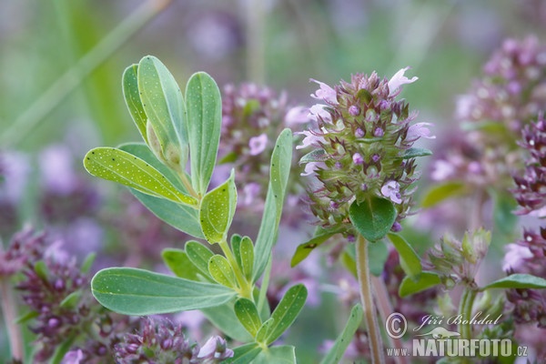 Mateřídouška úzkolistá (Thymus serpyllum)