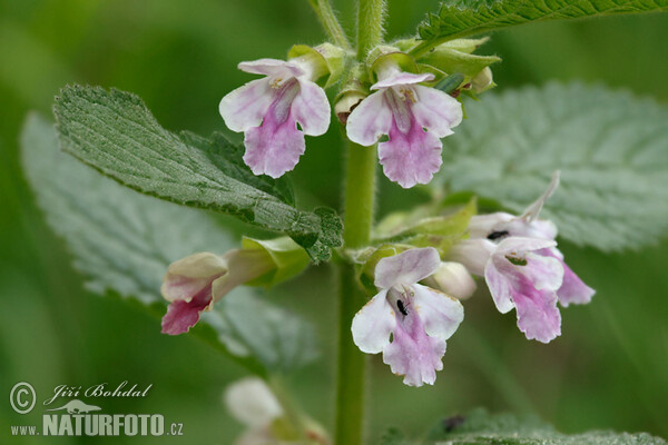 Medovník meduňkolistý (Melittis melissophyllum)