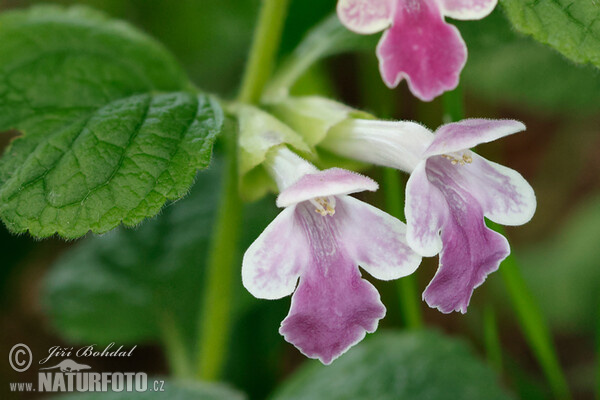 Medovník meduňkolistý (Melittis melissophyllum)