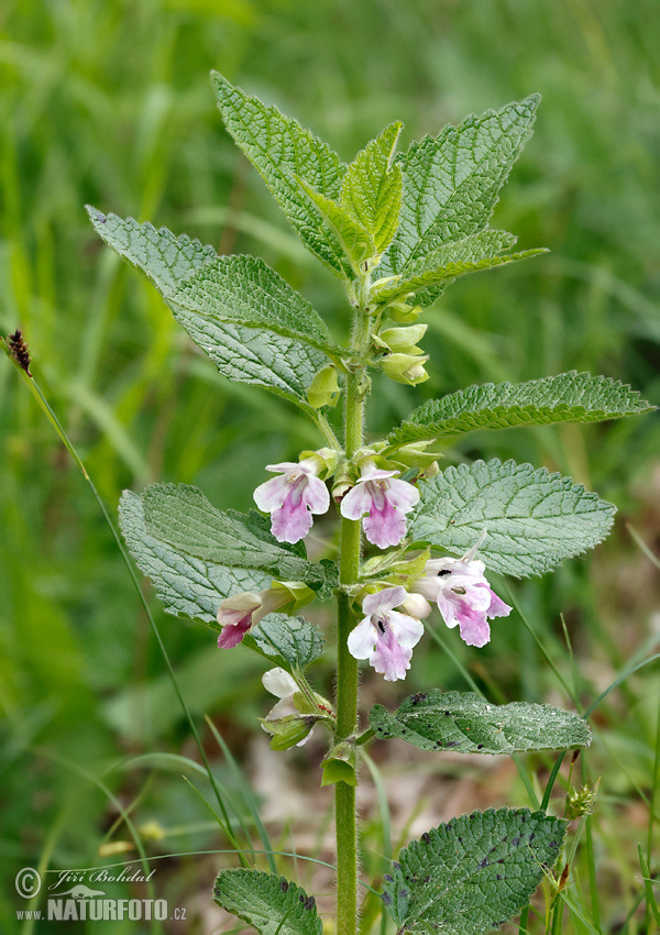 Medúnka medovkolistá (Melittis melissophyllum)