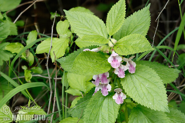 Medúnka medovkolistá (Melittis melissophyllum)