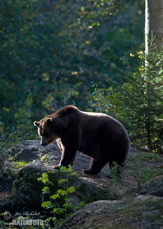 Medveď hnedý (Ursus arctos)