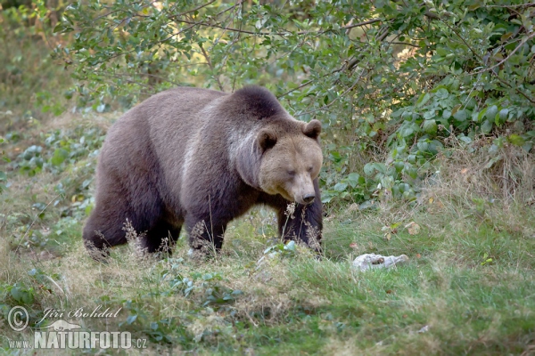 Medvěd hnědý (Ursus arctos)