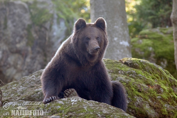 Medvěd hnědý (Ursus arctos)