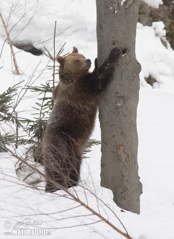 Medveď hnedý (Ursus arctos)