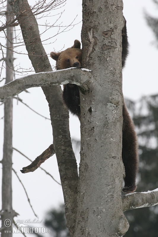 Medveď hnedý (Ursus arctos)