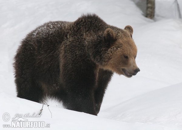 Medvěd hnědý (Ursus arctos)