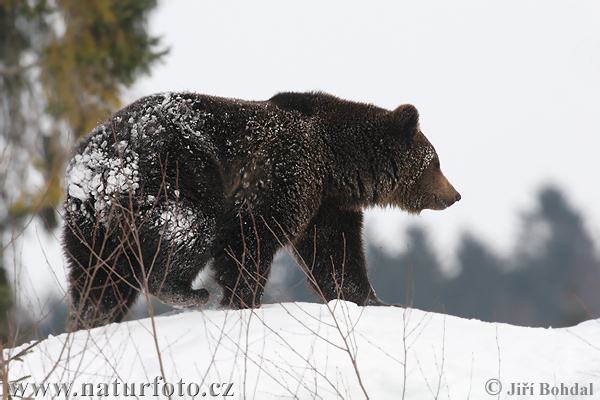 Medveď hnedý (Ursus arctos)