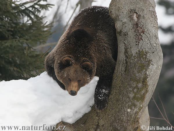 Medveď hnedý (Ursus arctos)