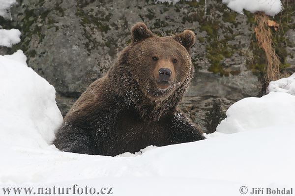 Medveď hnedý (Ursus arctos)