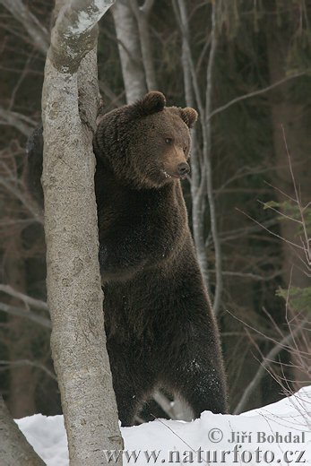 Medveď hnedý (Ursus arctos)