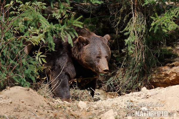 Medveď hnedý (Ursus arctos)