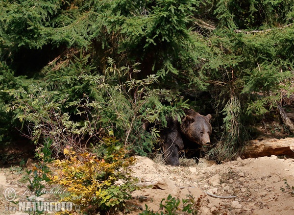 Medvěd hnědý (Ursus arctos)