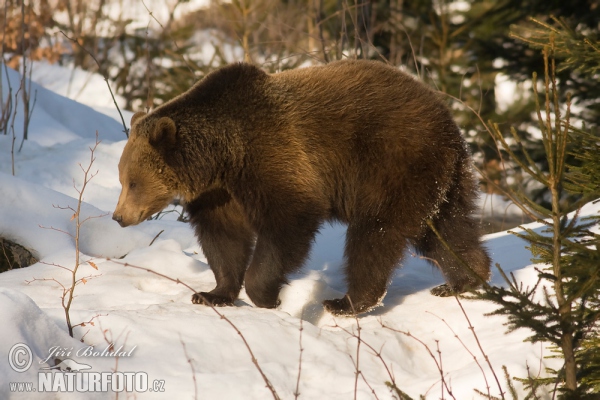 Medvěd hnědý (Ursus arctos)