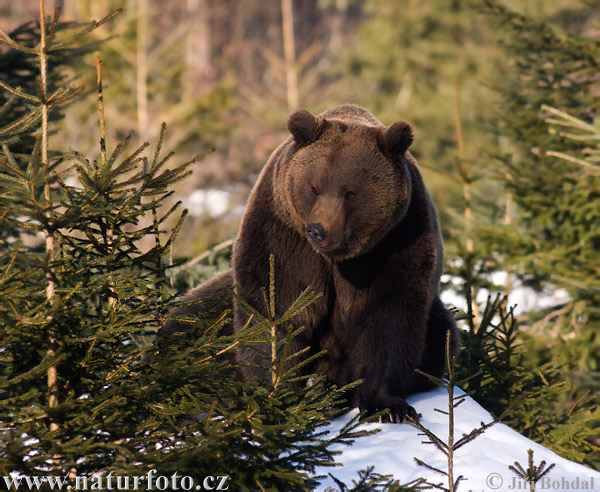 Medveď hnedý (Ursus arctos)