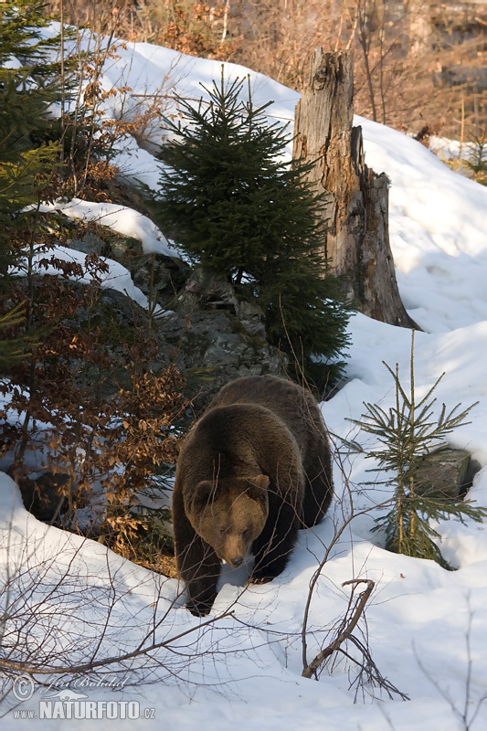 Medveď hnedý (Ursus arctos)