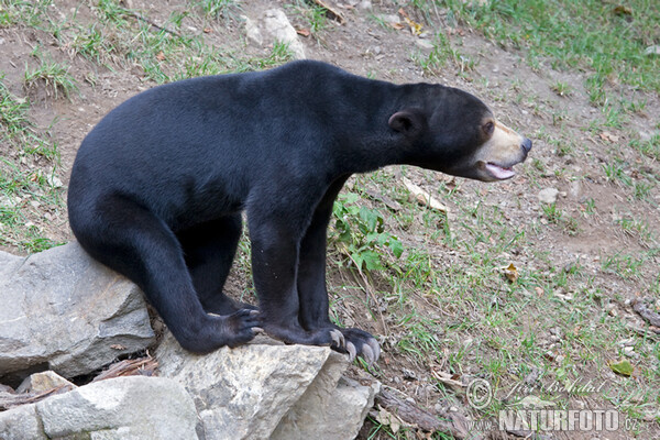 Medvěd malajský (Helarctos malayanus)