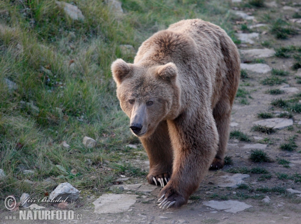 Medvěd plavý (Ursus arctos isabellinus)