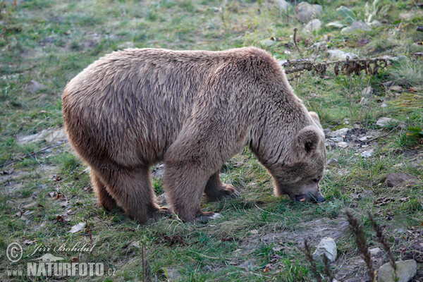 Medvěd plavý (Ursus arctos isabellinus)