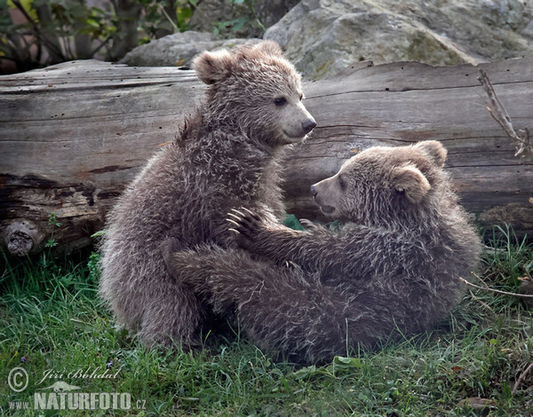 Medvěd plavý (Ursus arctos isabellinus)