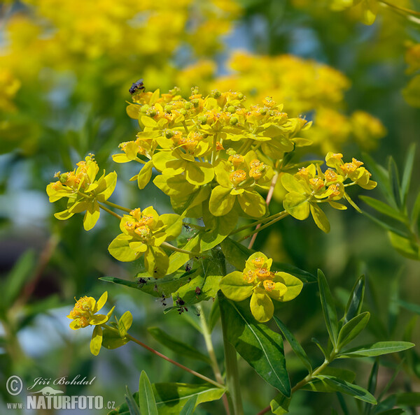 Mliečnik močiarny (Euphorbia palustris)