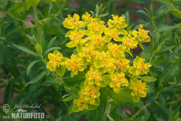 Mliečnik močiarny (Euphorbia palustris)