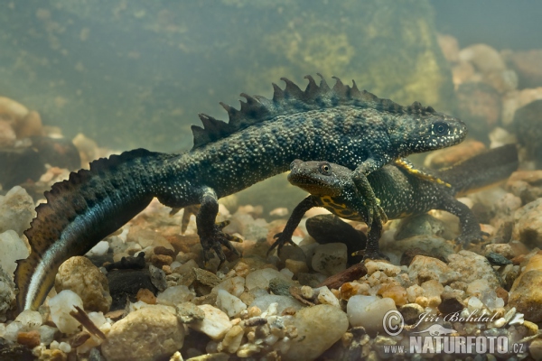 Mlok hrebenatý (Triturus cristatus)