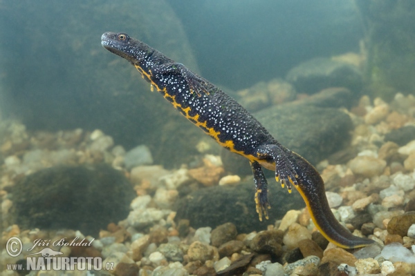 Mlok hrebenatý (Triturus cristatus)