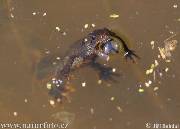 Mlok hrebenatý (Triturus cristatus)