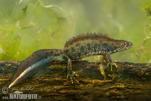 Mlok hrebenatý (Triturus cristatus)