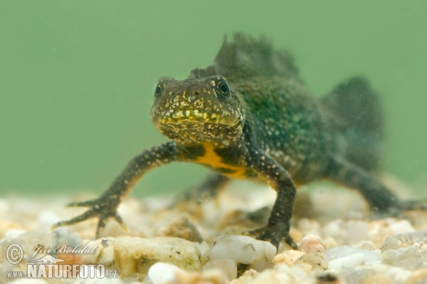 Mlok hrebenatý (Triturus cristatus)