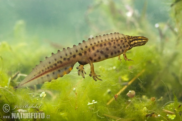 Mlok obyčajný (Lissotriton vulgaris)