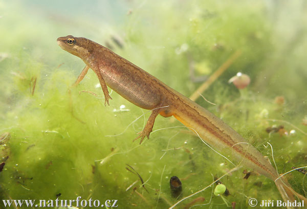 Mlok obyčajný (Lissotriton vulgaris)