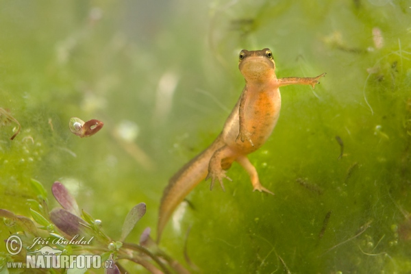 Mlok obyčajný (Lissotriton vulgaris)