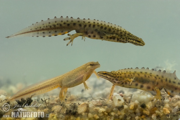 Mlok obyčajný (Lissotriton vulgaris)