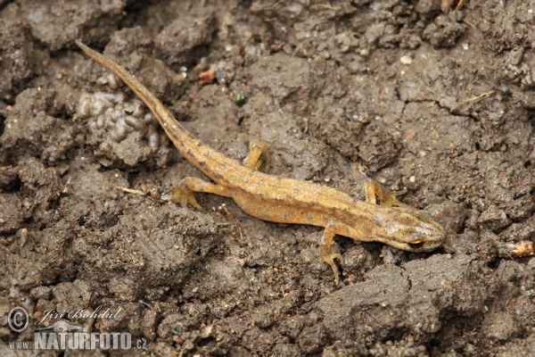 Mlok obyčajný (Lissotriton vulgaris)