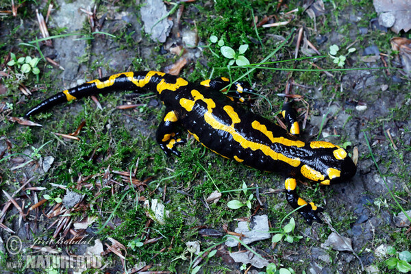 Mlok skvrnitý (Salamandra salamandra)