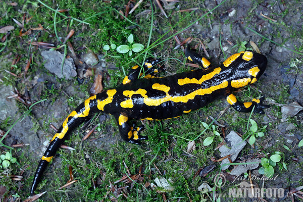 Mlok skvrnitý (Salamandra salamandra)