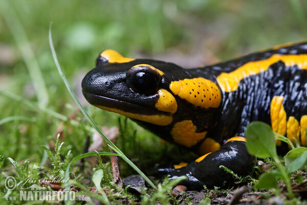 Mlok skvrnitý (Salamandra salamandra)